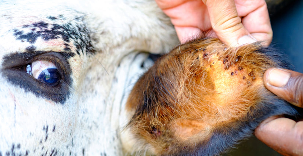 A close-up of a pair of hands beside a cow’s white and black head, the cow looking side-eye at the hands as they gently hold the ear to examine it