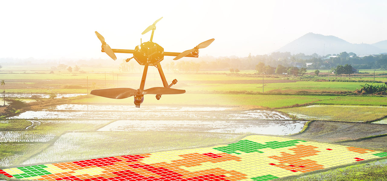 Złożone zdjęcie dużego, nasłonecznionego pola uprawnego z nałożoną kolorową siatką mapy skupień i przelatującym dronem