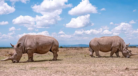 Two rhinos grazing in a flat scrubby field under a bright blue cloud-swept sky