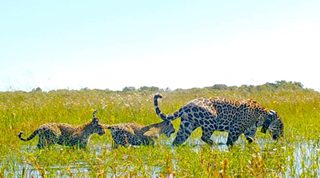 Trois jaguars marchant dans un champ de hautes herbes vertes sous un ciel pâle dégagé