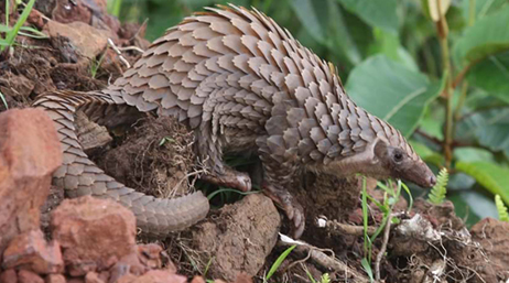 A light brown pangolin standing on freshly turned earth on a forest floor