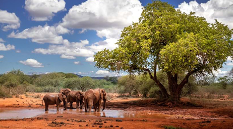 Eine kleine Herde Elefanten an einer Wasserstelle auf einer sattbraunen Lichtung im Schatten eines einzelnen großen Baumes