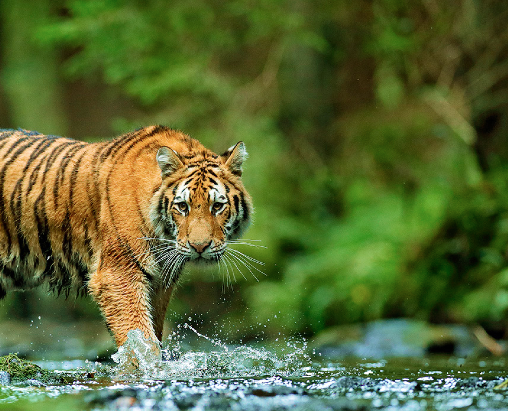 A tiger walking through water