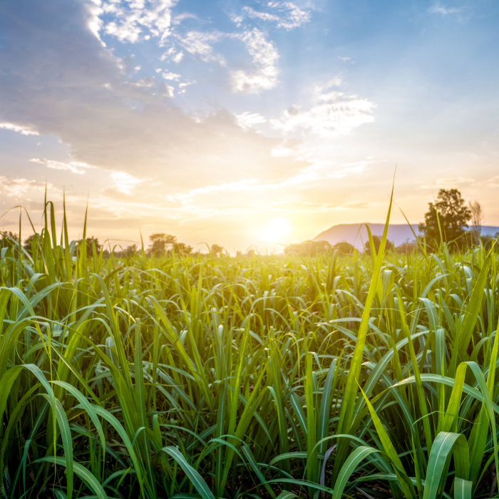 A field of growing agriculture with a sunset in the background