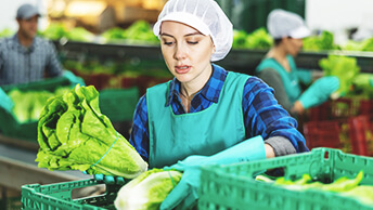 A person packing lettuce into crates