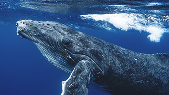 Una ballena bajo la superficie del agua