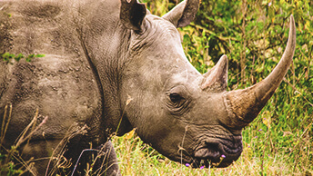 Um rinoceronte