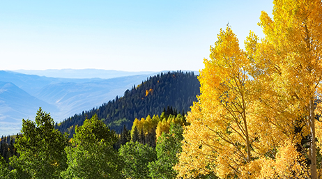 Ein weitläufiger Wald mit Bäumen im Vordergrund, deren Blätter sich verfärben