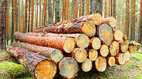 Ein Stapel Baumstämme in einem dichten Wald