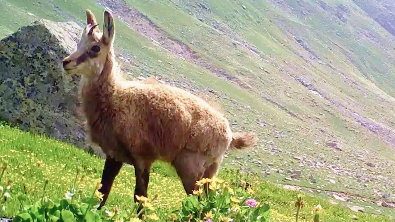 brown anatolian chamois stands on a rocky slope covered in grass and yellow flowers