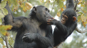 Geodesign Restores Chimpanzee Habitats in Tanzania