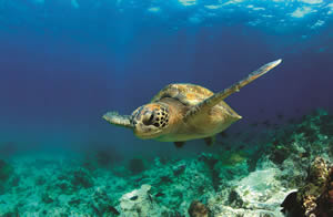 A sea turtle swims past schools of fish.