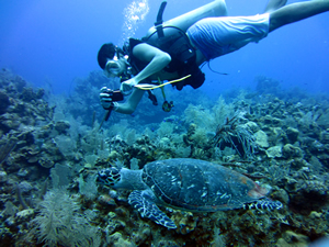 Baumbach photographs a sea turtle in the ocean off Honduras. Photo by Dr. Floyd Hayes.